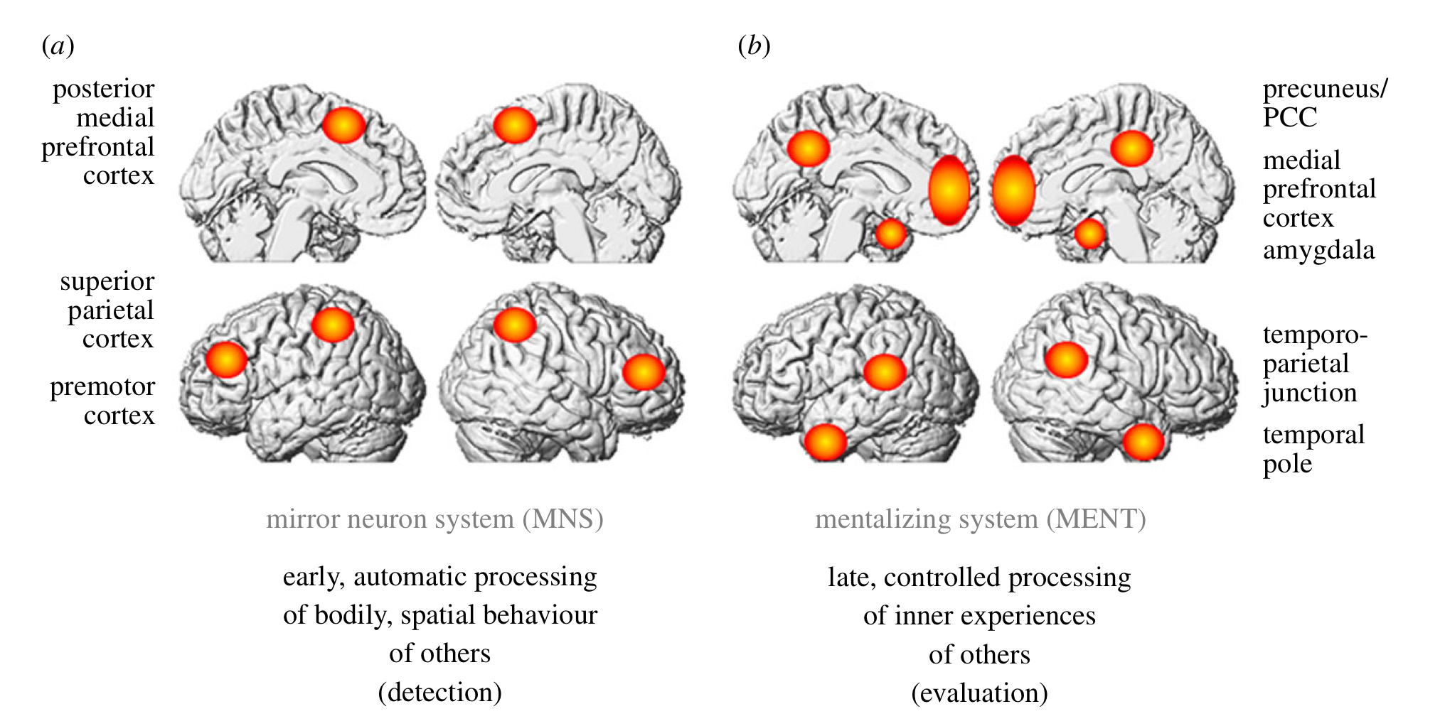 <ul><li><p>mimicry/mirror neuron system serves early stages of social info processing - spatial or bodily signals</p></li><li><p>mentalizing/theory of mind neuron system serves late stages of social info processing - evaluation of emotional and psychological states of others</p></li><li><p>both interact with each other</p></li></ul><p></p>