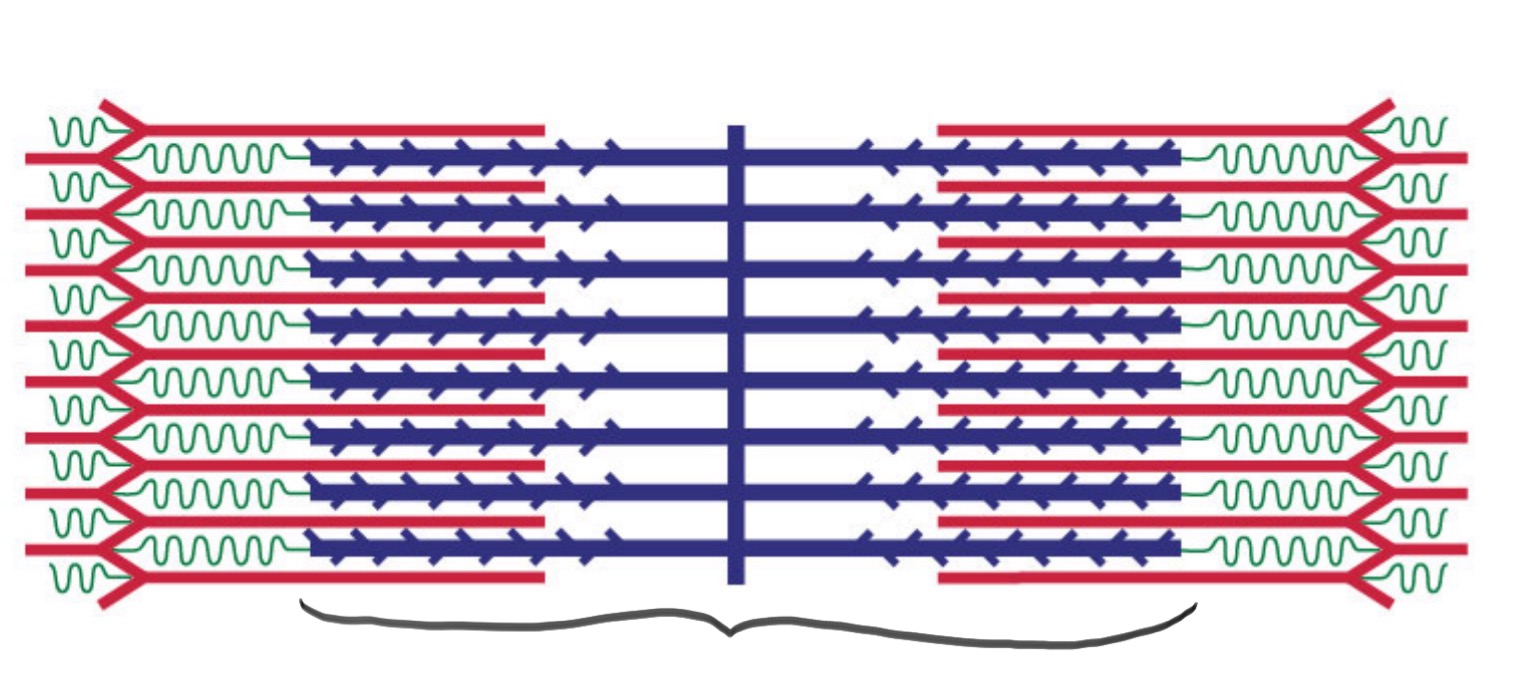 <p>The dark band in a sarcomere that contains both thick (myosin) and thin (actin) filaments.</p>