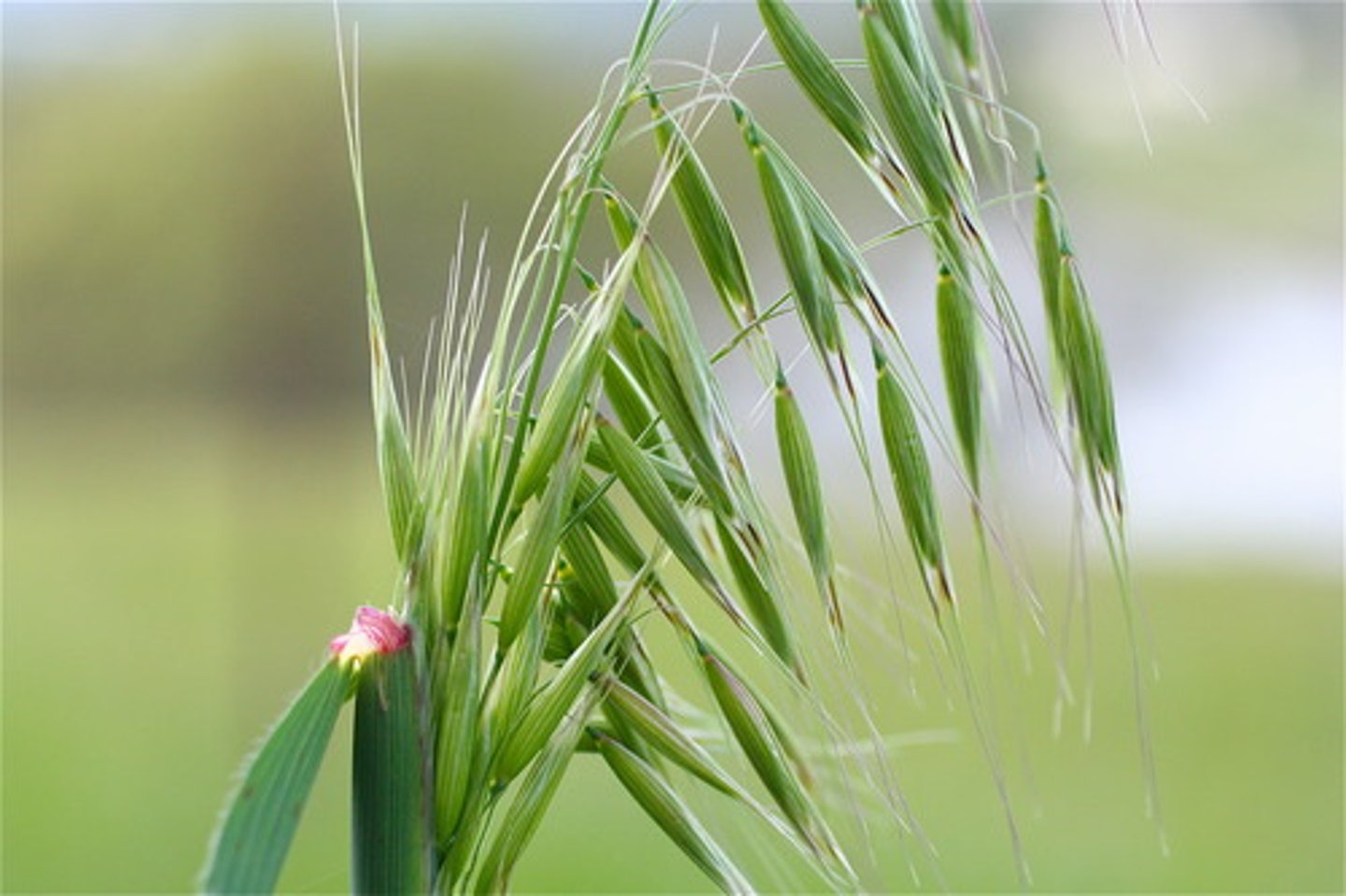 <p>Actions: Nutritive, nerve, mild sedative</p><p>Indications: Internal - nervousness, acute/chronic anxiety; nicotine/opiate withdrawal; insomnia; external - skin stuff</p><p>SE: </p><p>CI: people with celiac disease should avoid oats</p>
