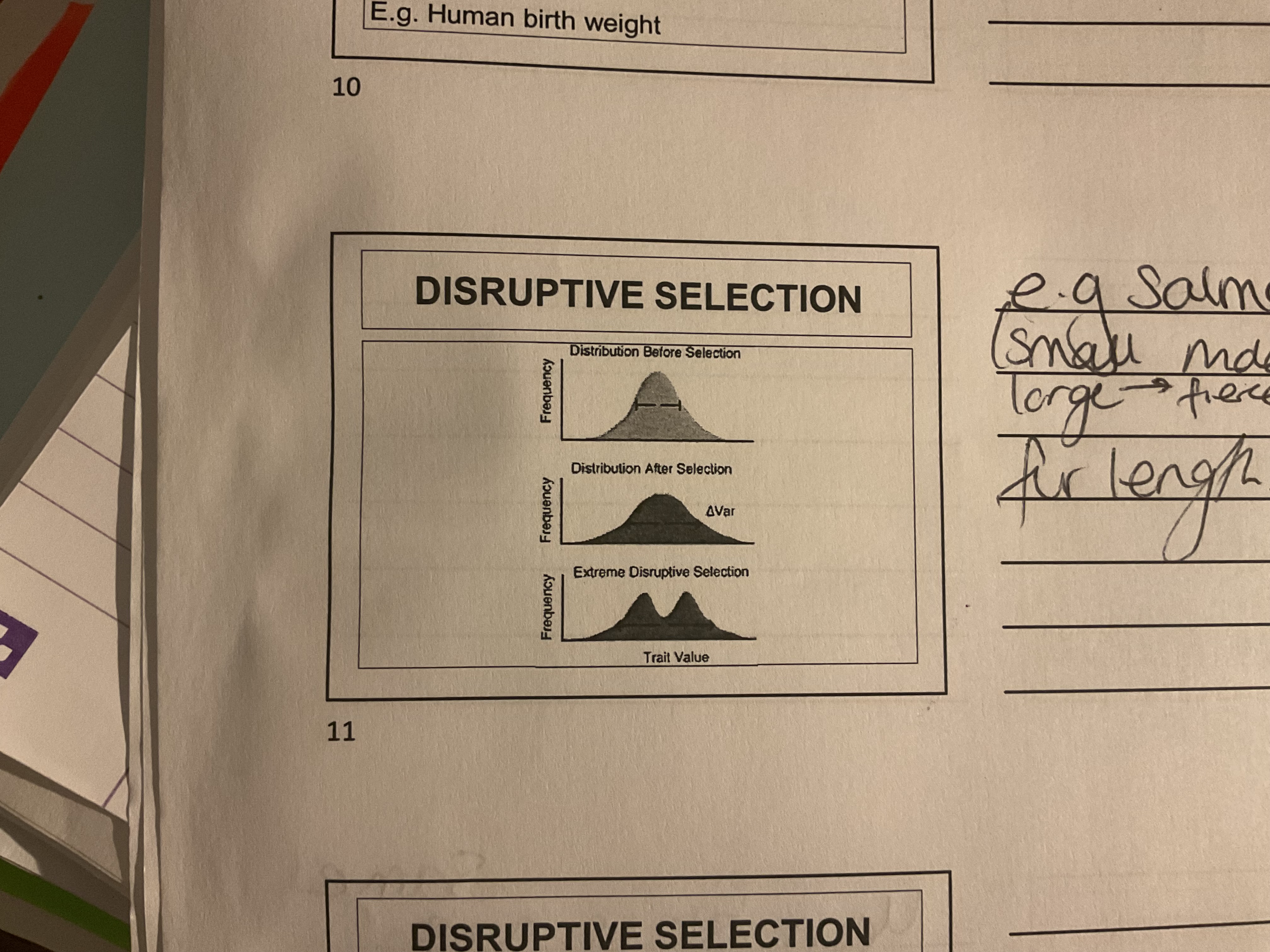 <p>Splits in two</p>