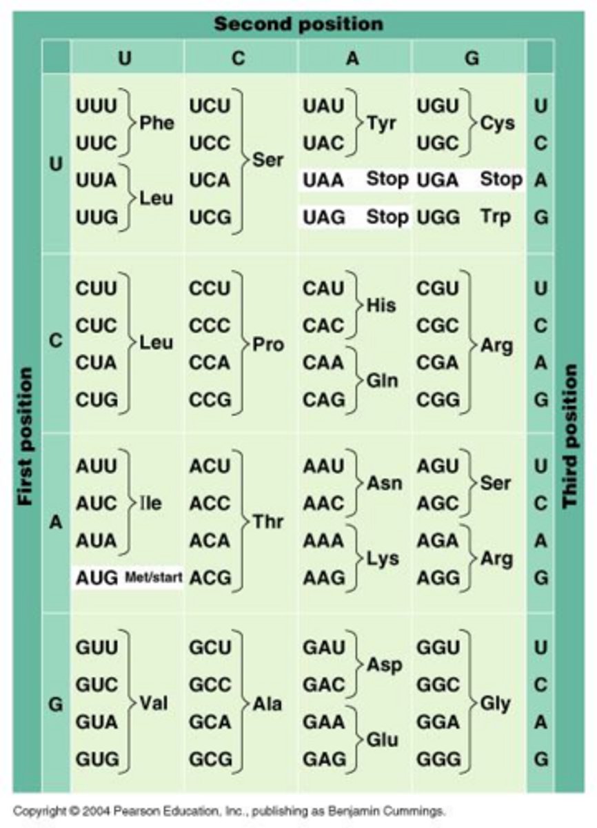 <p>WHAT is a 3-base sequence of nucleotides in mRNA that codes for an amino acid.</p>