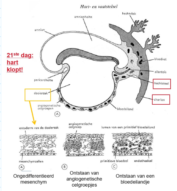 <ul><li><p>dag 19: op 3 plaatsen worden extra-embryonale bloedvaten gevormd:</p><ul><li><p>chorion</p></li><li><p>hechtsteel</p></li><li><p>wand van de dooierzak</p></li></ul></li><li><p>intra-embryonale bloedcellen ontwikkelen zich eerst in de dooierzak</p></li><li><p>daarna: intra-embryonale bloedcellen in de lever → week 5:</p><ul><li><p>lever speelt belangrijke rol in vorming van bloedcellen = hematopoëse</p></li><li><p>intra-embryonale hematopoëtische cellen (= voorlopers van bloedcellen) koloniseren in de lever, die een van de eerste organen is die bloedcellen produceert</p></li><li><p>levert wordt dus tijdelijk het primaire centrum voor hematopoëse</p></li></ul></li></ul><p></p>