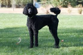 <ul><li><p>Young-middle aged animals, sometimes horses</p></li><li><p>Predisposition in Standard poodles</p></li></ul><p></p>