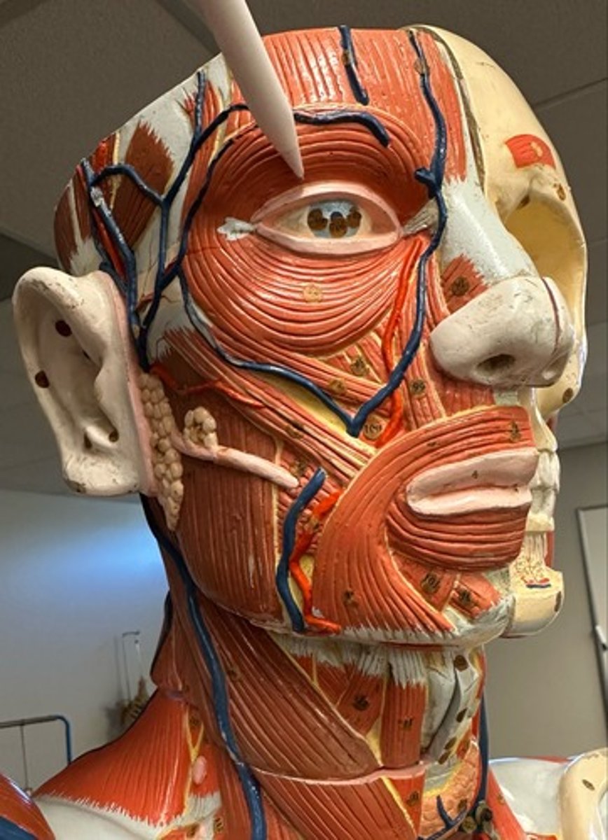 <p>What are the (2) attachments of the Orbicularis Oculi?</p>