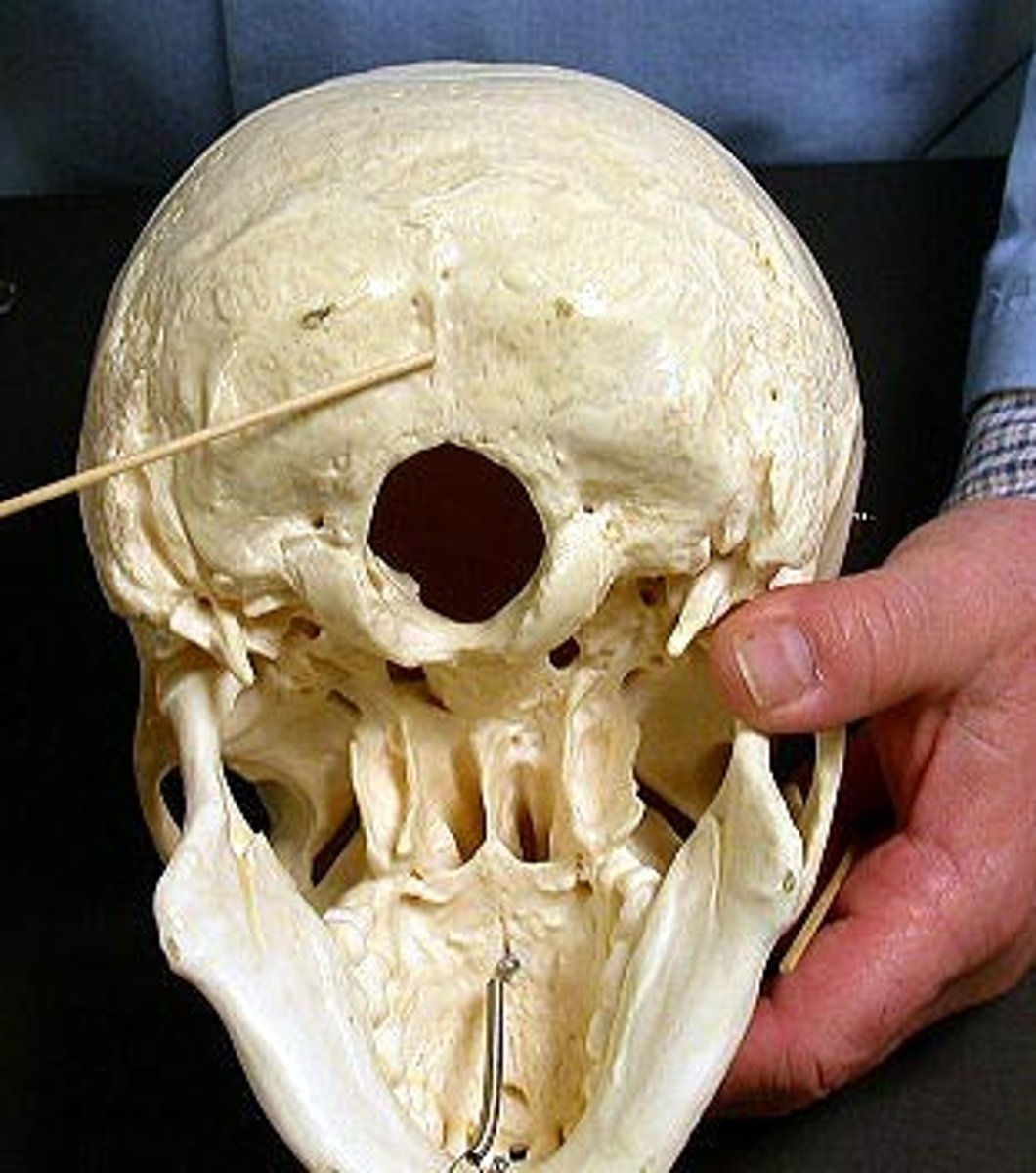 <p>extends downward from the external occipital protuberance</p>