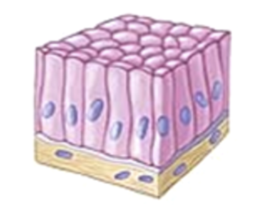 <p>(Lining the intestine)</p>