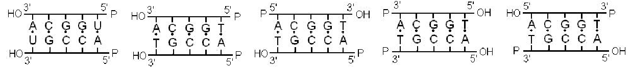 Which of the following most accurately represents the structure of DNA?