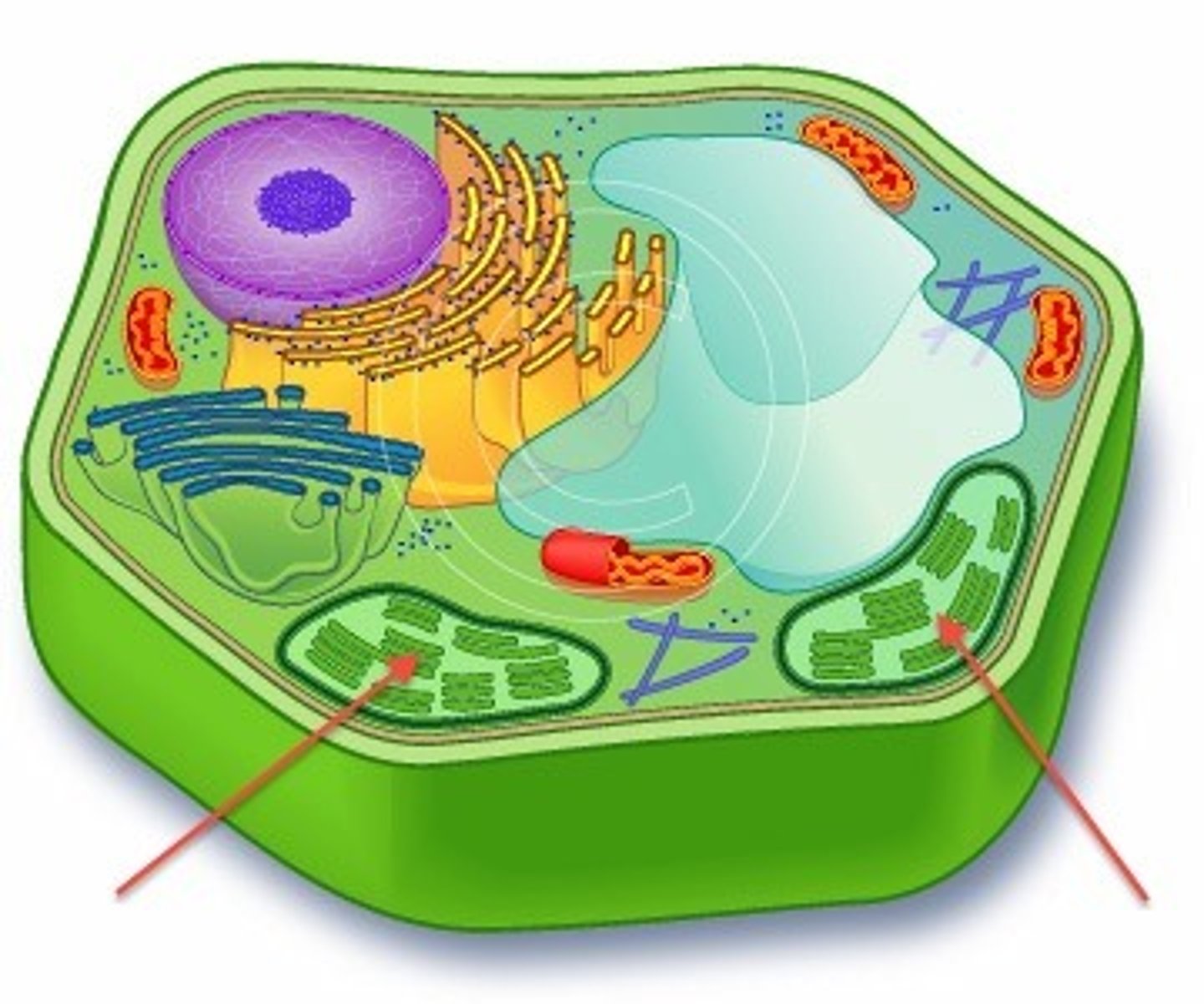 <p>organelle found in cells of plants and some other organisms that captures the energy from sunlight and converts it into chemical energy</p>