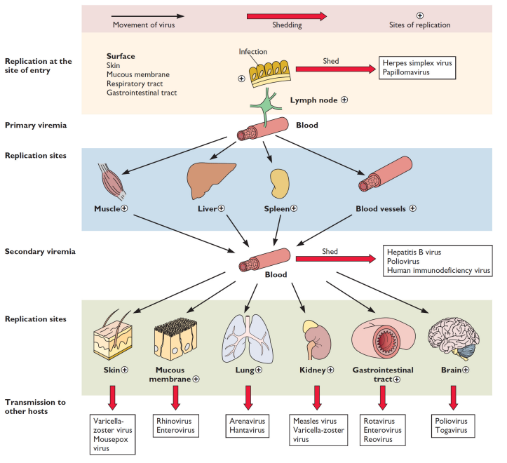 <ul><li><p>Enter blood and reach primary replication sites such as muscle, liver, spleen</p></li><li><p>Cause secondary viremia, sometimes shedding virus</p></li><li><p>Spread to other replication sites like skin, mucous membranes, lungs, kidneys</p></li><li><p>Example: chickenpox enters via respiratory tract but causes symptoms (lesions) on skin</p></li></ul><p></p>