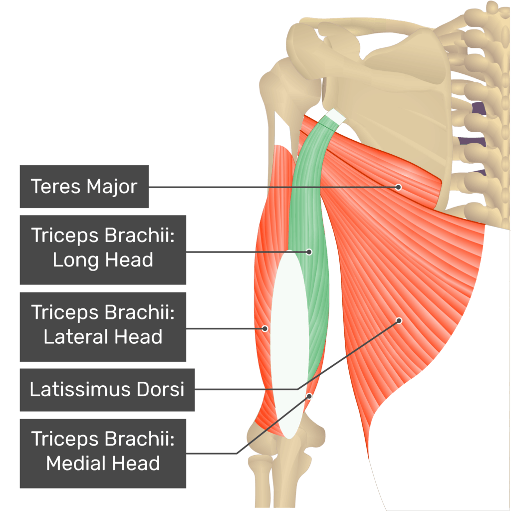 <p>large, thick muscle on the dorsal part of the upper arm. It often appears in the shape of a horseshoe on the posterior aspect of the arm. The primary function is the extension of the elbow joint.</p>