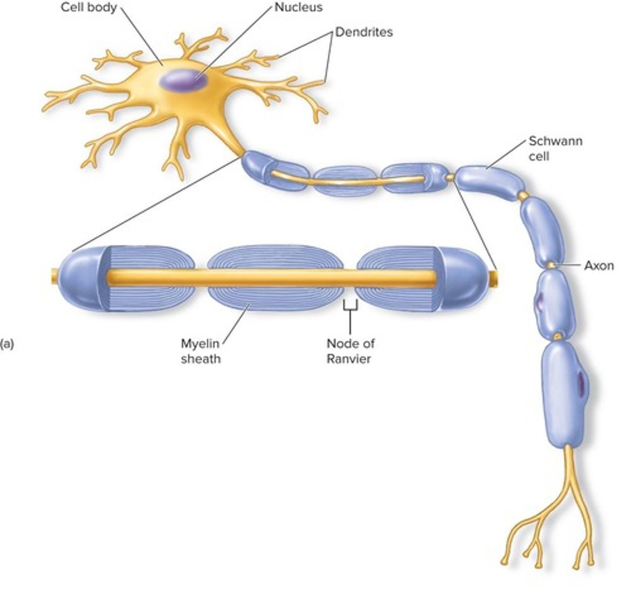 <p>Myelin acts as an electrical insulator for axons.</p>
