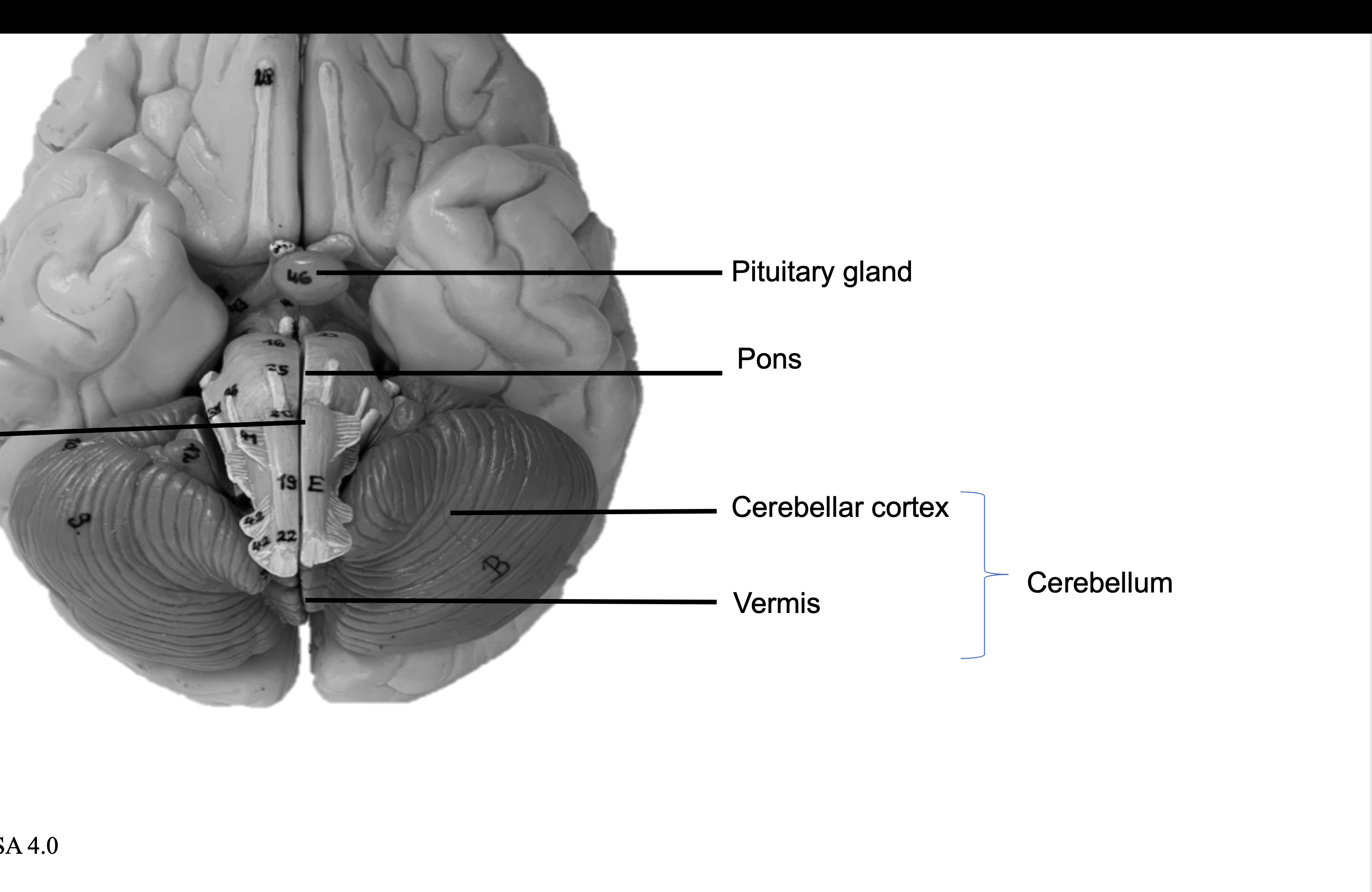 <p>Cerebellar cortex</p>