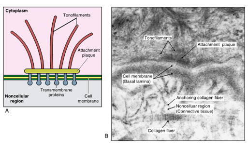 <ul><li><p>intercellular junction that involves the attachment of a cell to an adjacent <strong>noncellular </strong>surface</p></li><li><p>cell to matrix adhesion</p></li><li><p>ex: gingiva to tooth</p></li></ul><p></p>