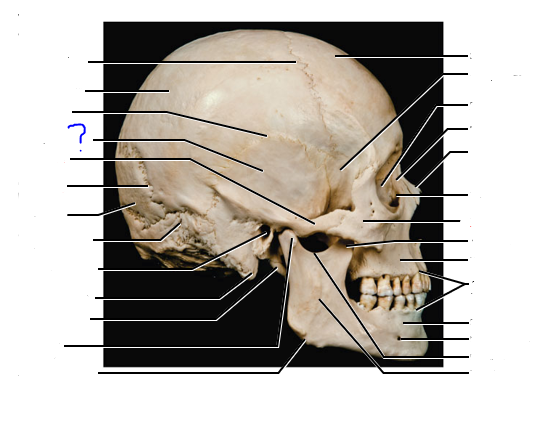 <p>(?) bone</p>