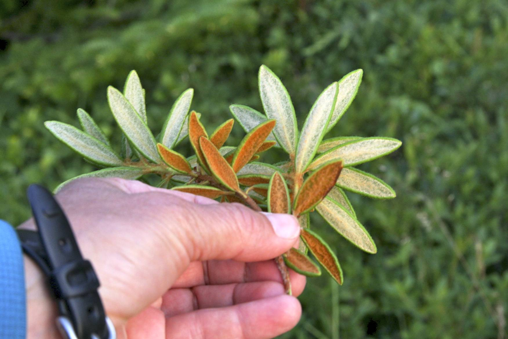 <p>Orange fuzz under the leaf</p><p>thick inrolled leaves</p><p>anishanabae used this as cold medicine</p>