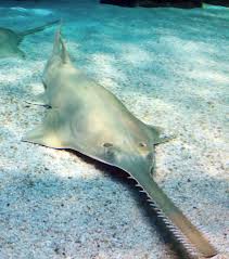 <ul><li><p>Sawfishes</p></li><li><p>Large rostrum “saw” detects and disables prey in sediment</p></li></ul><p></p>