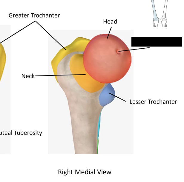 <p>The small pit on the head of the femur. Point of attachment for ligament to acetabulum. </p>