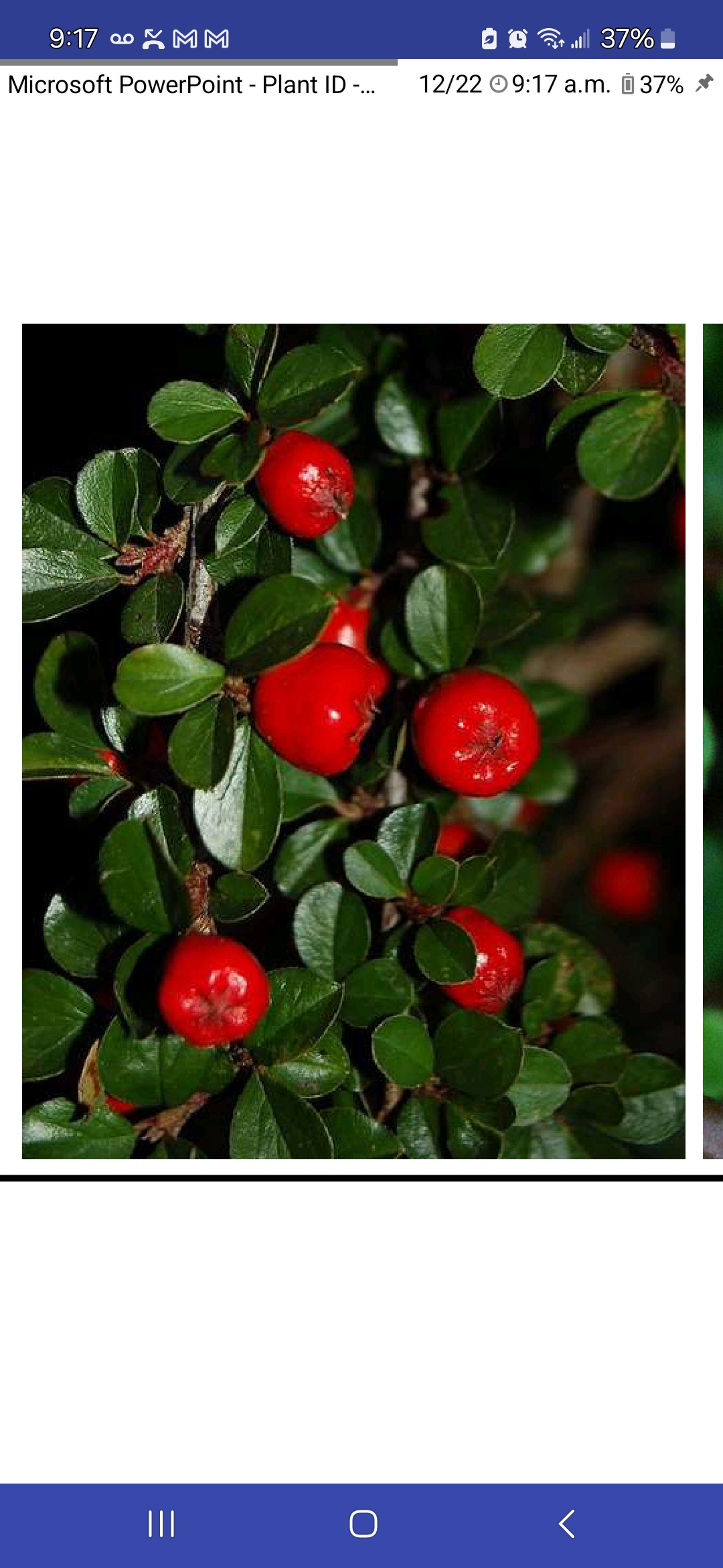 <p>Cotoneaster dammeri, Rosaceae</p>