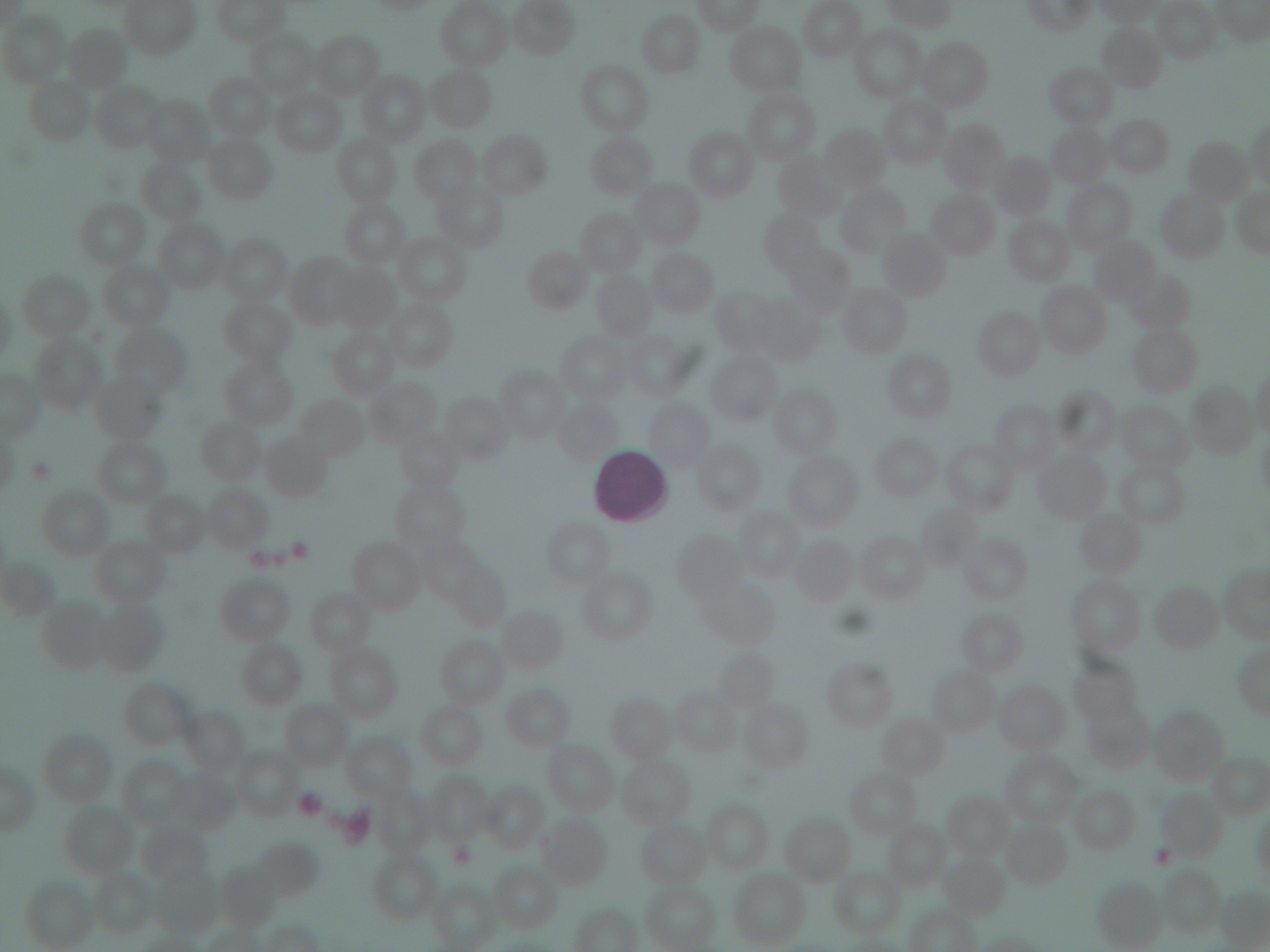 <p>what kind of tissue is this?</p>