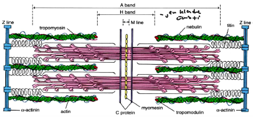 <p>Tenká filamenta – směřují do středu sarkoméry</p><p>- Tlustá filamenta ve středu každé sarkoméry, překrývají volné konce tenkých filament</p><p>- Interakce mezi globulárními částmi myozinových molekul (tlustá filamenta) a volnými konci tenkých filament → svalová kontrakce</p>