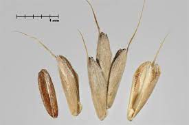 Bromus secalinus
