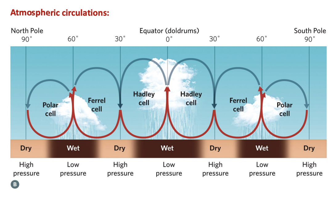 <p>➢ Atmospheric low pressures result from rising columns of air, and high pressures result from descending columns of air. </p><p>➢ A rising column of air cannot rise without limit, so it also moves north or south, away from the equator. </p><p>➢ This movement toward higher latitudes, combined with the rise and fall of warmed and cooled air, creates interconnected cells of circulating air between the equator and the poles. </p><p>➢ This circulation pattern produces alternating high- and low-pressure zones, as well as alternating bands of relatively wet and dry habitats at fairly predictable latitudes across the Earth’s surface.</p>