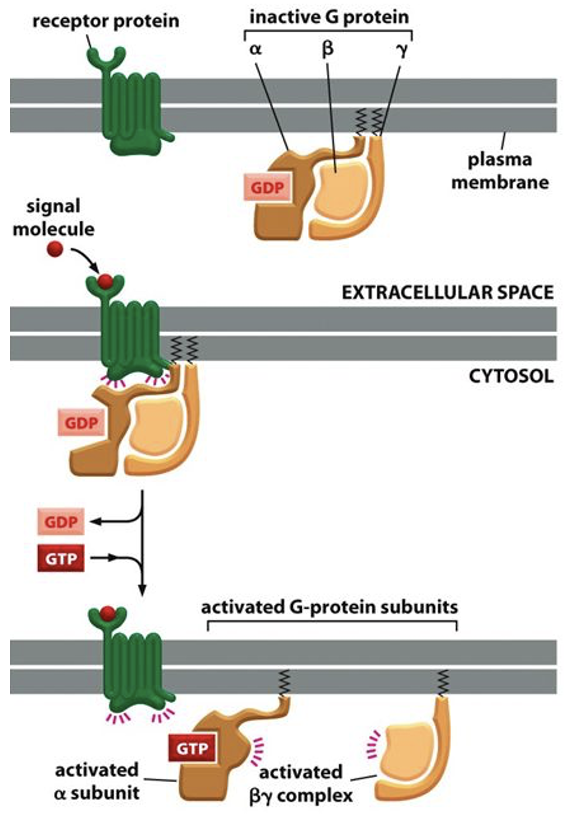 <ul><li><p><span>In inactivated state, the G protein consists of a trimeric complex</span></p></li><li><p><span>3 subunits: alpha, beta, gamma </span></p></li><li><p><span>in activated state, the trimeric G protein complex dissociates </span></p></li></ul><p></p>