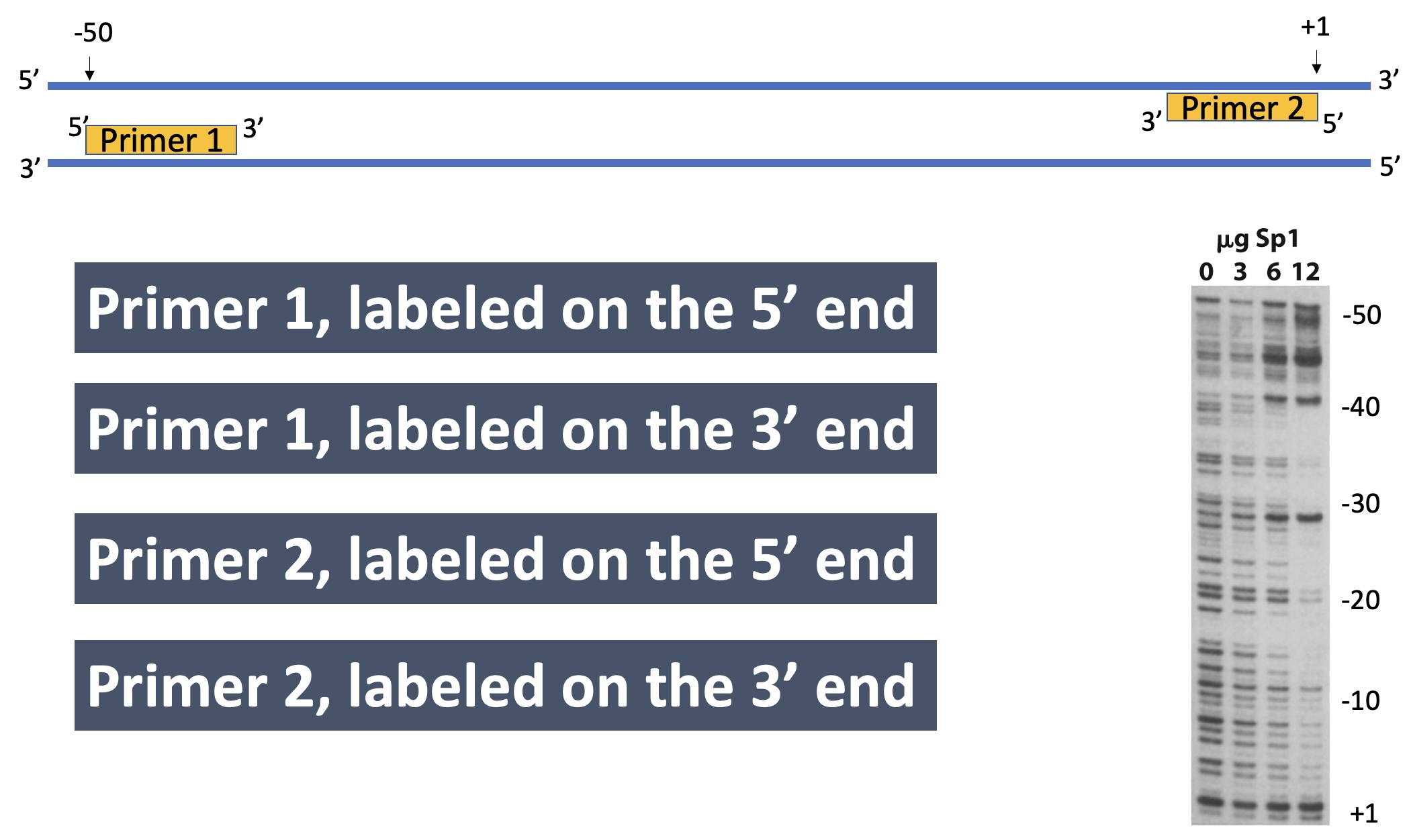 <p>Which radiolabeled primer would be used to produce the DNA footprinting gel below? Click on the blue box to answer.</p><p>a) Option 1</p><p>b) Option 2</p><p>c) Option 3</p><p>d) Option 4 </p>