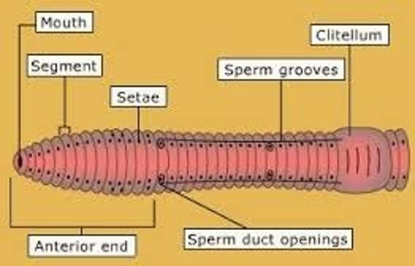 <p>What is this photo pointing to? (black line)</p>