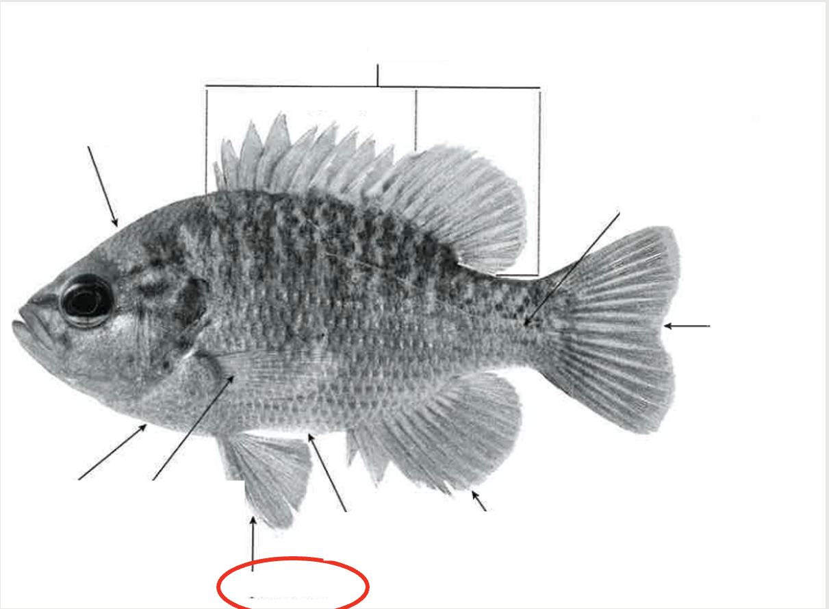 <p>What type of fin?</p>