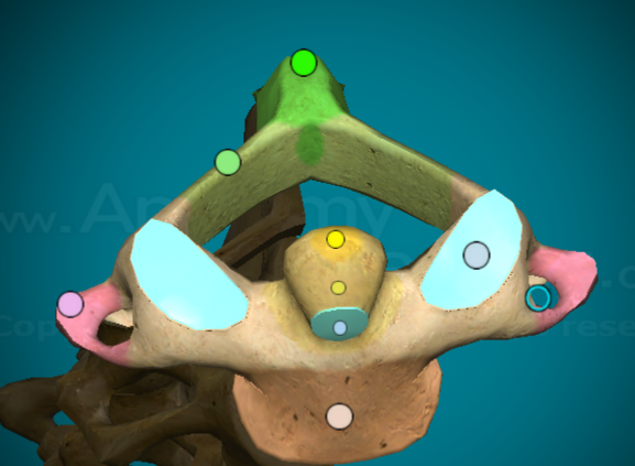 <ul><li><p>dens</p></li><li><p>transverse processes</p></li></ul><p></p>