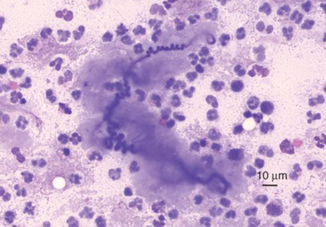 term image