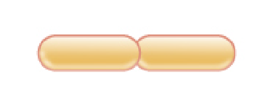 <p>Pair of rods</p>