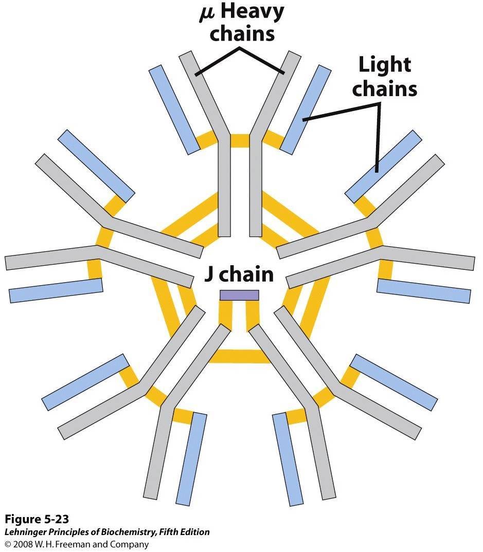 Pentamer, 6% of total antibodies, short lived, activates complement system, valency is 10