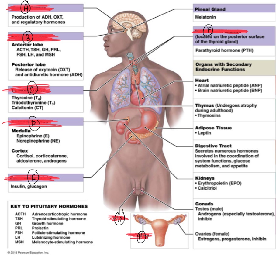 <p>Adrenal gland</p>