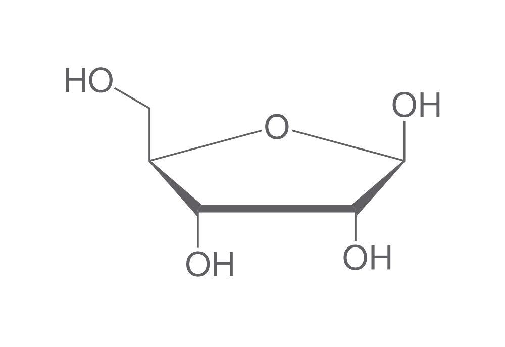 <p>________is the name of the 5 carbon sugar that is part of the DNA nucleotide. </p>