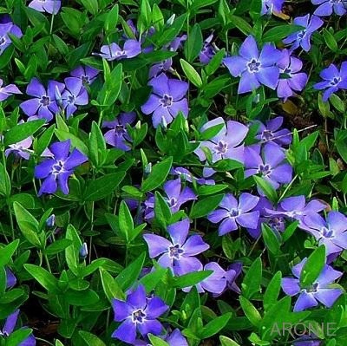 <p>barwinek pospolity (toinowate)</p>