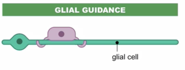 <p><strong><span>Glial cells </span></strong><span>may provide a </span><strong><span>scaffolding network </span></strong><span>along which an </span><strong><span>immature neuron </span></strong><span>can be </span><strong><span>directed</span></strong><span> to its </span><strong><span>final location</span></strong></p>