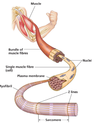 <ul><li><p class="ds-markdown-paragraph"><strong><span>Cell Structure:</span></strong><span> Long, cylindrical, and </span><strong><span>multinucleated</span></strong><span>.</span></p></li><li><p class="ds-markdown-paragraph"><strong><span>Myofibrils:</span></strong><span> The cell is packed with long, cylindrical organelles called myofibrils.</span></p></li><li><p class="ds-markdown-paragraph"><strong><span>Filament Arrangement:</span></strong><span> Myofibrils contain orderly arrangements of </span><strong><span>thick (myosin) filaments</span></strong><span> and </span><strong><span>thin (actin) filaments</span></strong><span>.</span></p></li><li><p class="ds-markdown-paragraph"><strong><span>Striations:</span></strong><span> The alternating dark (A bands, thick filaments) and light (I bands, thin filaments) bands create the striped appearance.</span></p></li></ul><p></p>
