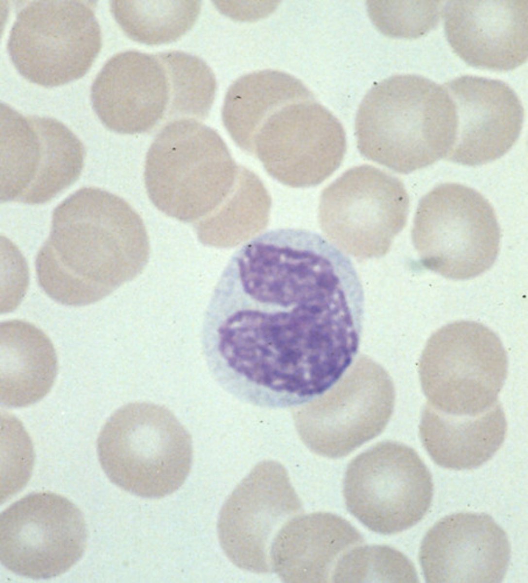 <p>precursor cell to macrophages and dendritic cells</p>