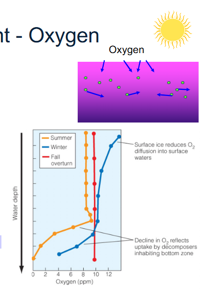 <p><span style="color: rgb(249, 249, 249);">• Oxygen diffuses from the atmosphere into aquatic environments through surface waters<br>• Oxygen is produced by plants during photosynethesis (only in surface waters)<br>– Restricts high concentrations of oxygen to surface waters<br>– Limits respiration and metabolic activity of animals<br>– Mixing of water column (fall) can break down gradient</span></p><p><span style="color: rgb(249, 249, 249);">See the decline in summer oxygen content due to decomposers on the sea or lake bed using up oxygen. Fall we see the affect of the turnover. In the winter we see the same decmoposers affect. We see the diffusion which can be limited due to ice. <br>Shallow Lakes (e.g. Lake Winnipeg)<br>- Algal blooms → algae die, sink, decomposers use up all O 2 → ‘dead zones’ (low O 2), really big algal blooms feed decomposers using up ALL oxygen in the lake and making it annoxic and things die. </span></p>