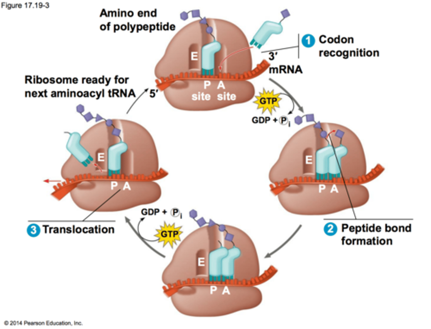 <p>they recruit the correct AA-tRNA for transcription along with GTP to power peptide synthesis, and remove the GDP after</p>