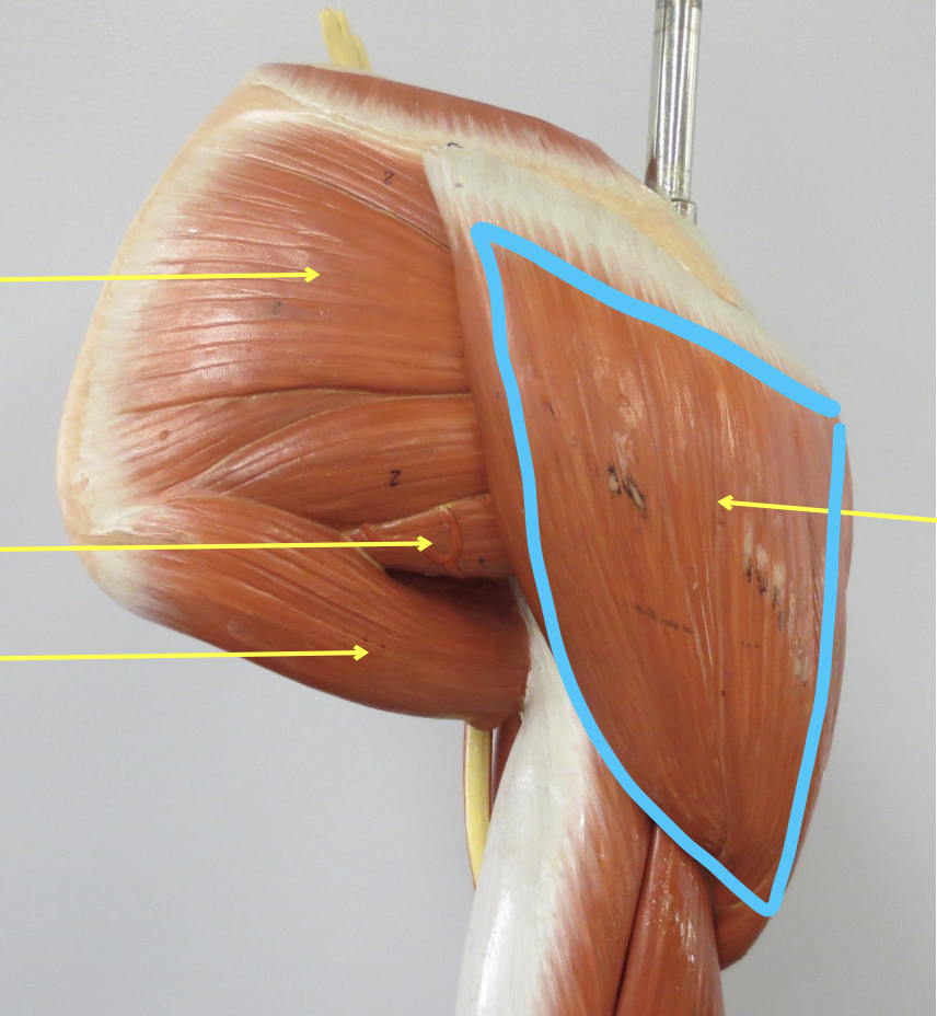 <p>Muscle in blue</p>