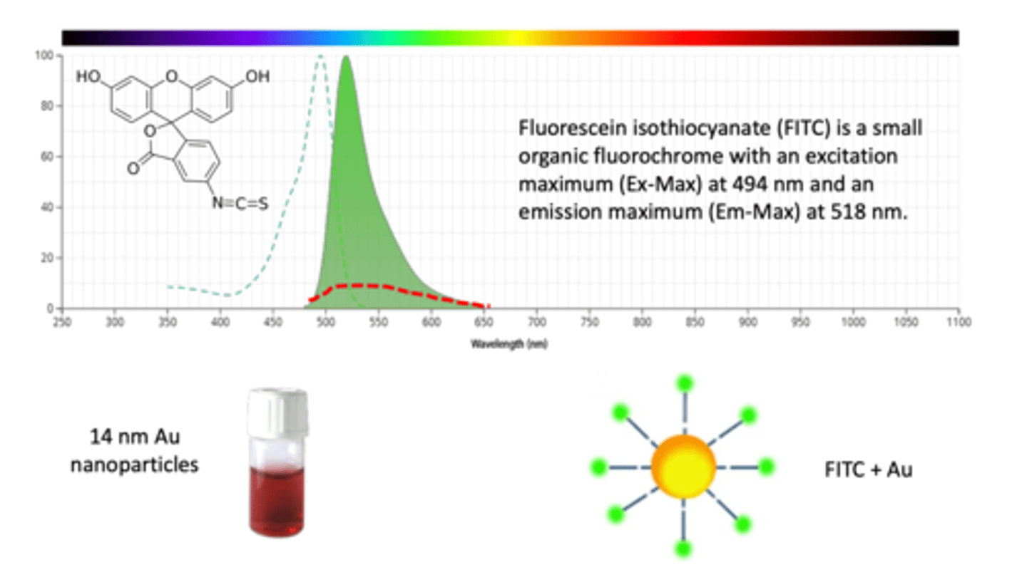 <p>- fluorescein isothiocyanate (FITC) is a small organic fluorochrome with an excitation maximum (Ex-Max) at 494 nm and an emission maximum (Em-Max) at 518 nm</p><p>- FITC is a fluorescent dye blue in colour</p><p>- when a gold nanoparticle is put together with FITC, they form a molecule and QUENCHES the colour of FITC (NO LONGER BRIGHT BLUE)</p><p>- beneficial when used to study biological interactions</p>