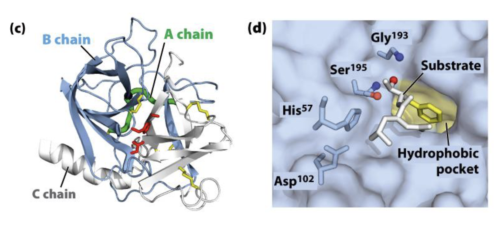 <p>Chymotrypisin is initially synthesized from a __ as an inactive protein chymotrypsinogen that is then ? to activate the protein. </p><p></p><p>The inactive form is called a proenzyme and specifically for a protease it is called a __. </p><p></p><p>The A, B and C chains shown above represent different polypeptides that are the result of the proteolytic cleavage of the protein. In the active site on the right you see the catalytic triad made up of __.</p>