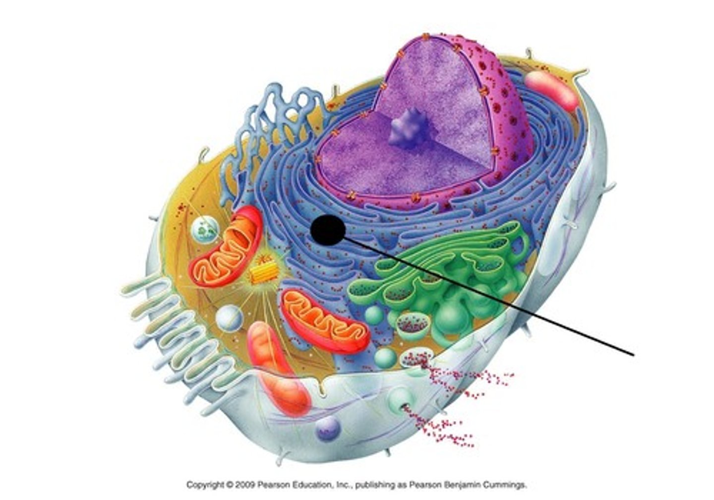 <p>surrounds the nucleus; has ribosomes so it can function to synthesize and modify protein</p>