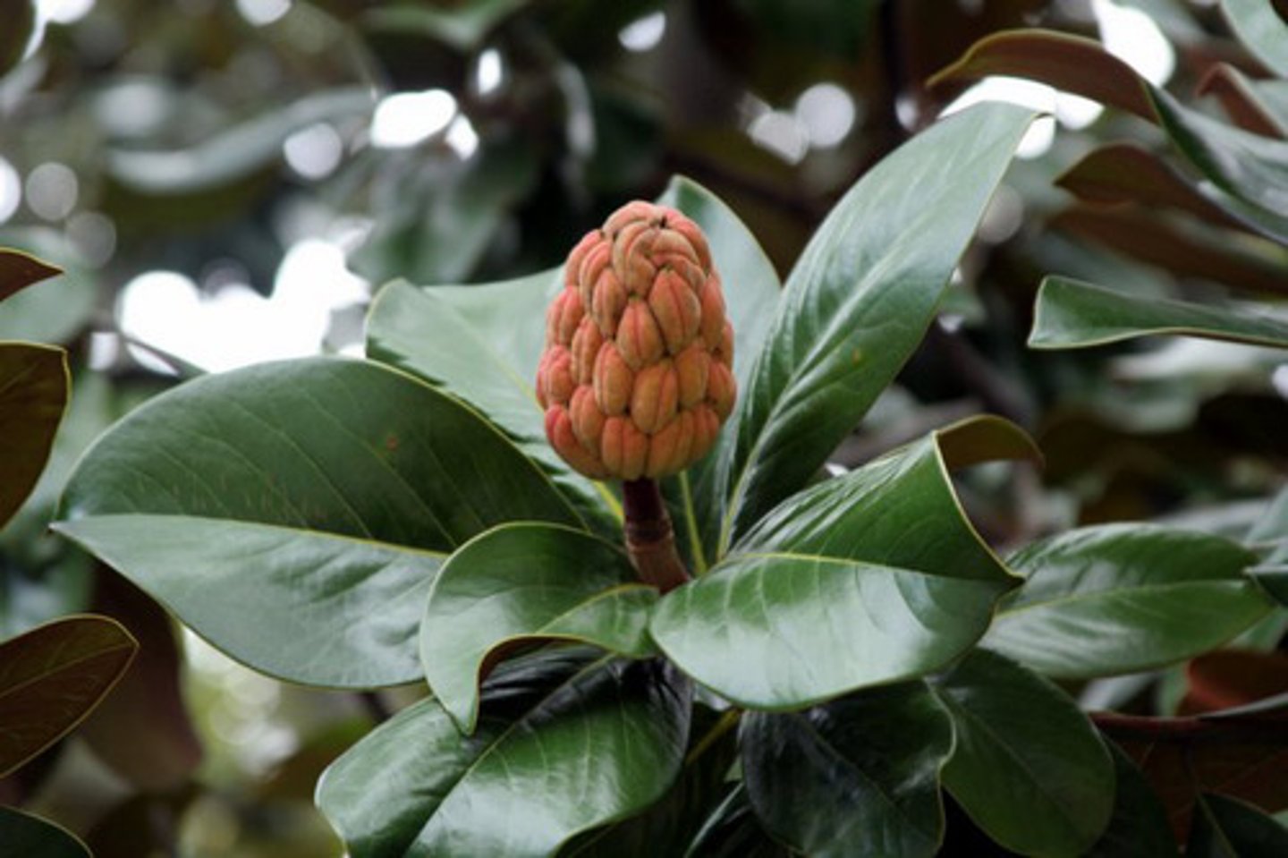 <p>Magnolia grandiflora, Magnoliaceae</p>