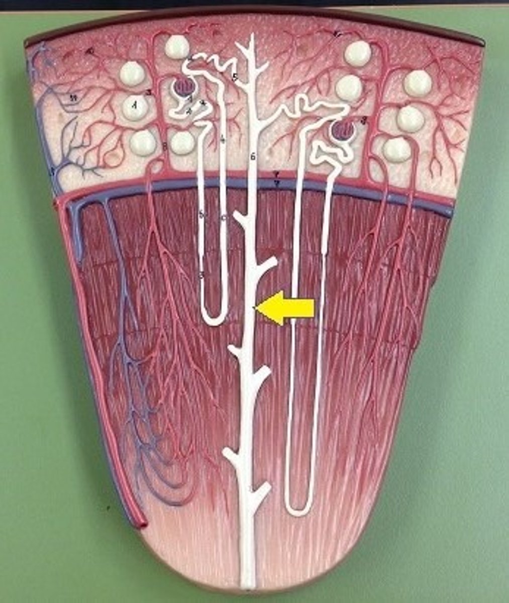 <p>A tube that collects urine from multiple nephrons and transports it to the renal pelvis.</p>