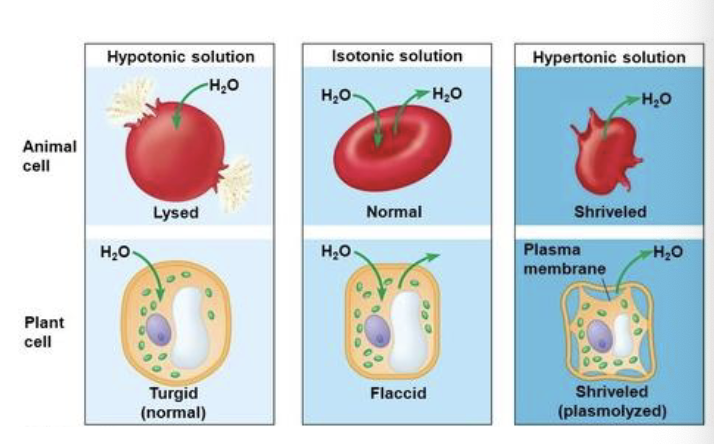 <ul><li><p>the regulation of the amount of water within the cell</p><ul><li><p>maintain the cells integrity </p></li></ul></li><li><p><strong>Diffusion: </strong></p><ul><li><p>if concentration of solute is higher inside - water flows in </p></li><li><p>if concentration of solute is higher outside - water flows out </p></li></ul></li></ul><p></p>