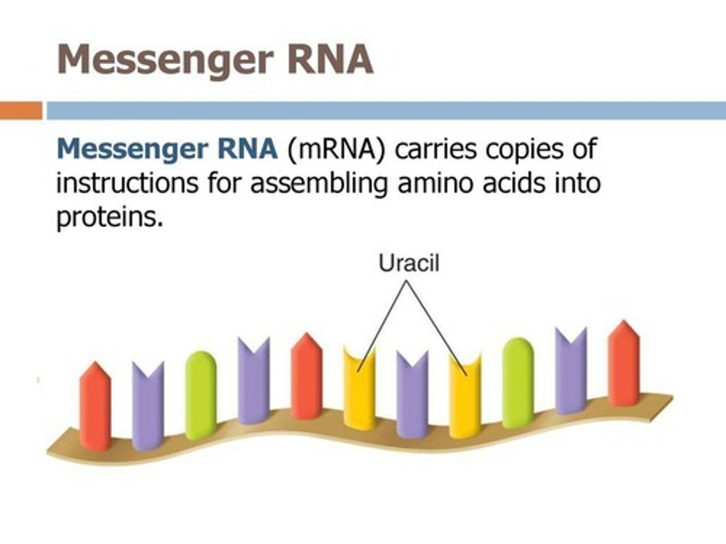 <p>Messenger RNA; a copy of a specific gene on a DNA molecule that carries the message for making a specific protein to the site of protein synthesis.</p>
